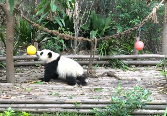 熊猫世界杯(1)|揭幕战谁能赢？这只大熊猫给出了提示……