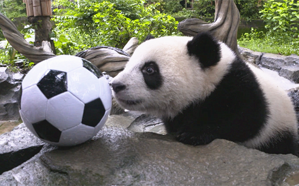 如何诗意地看球？“世界杯诗词大会”了解一下！剧透：还有大熊猫友情客串哦